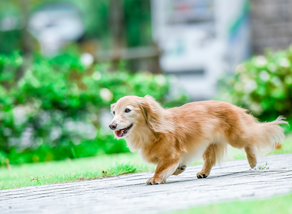 愛犬・愛猫の施設も充実